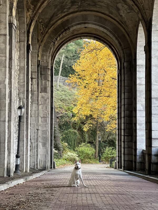 Outdoor adventure with dogs