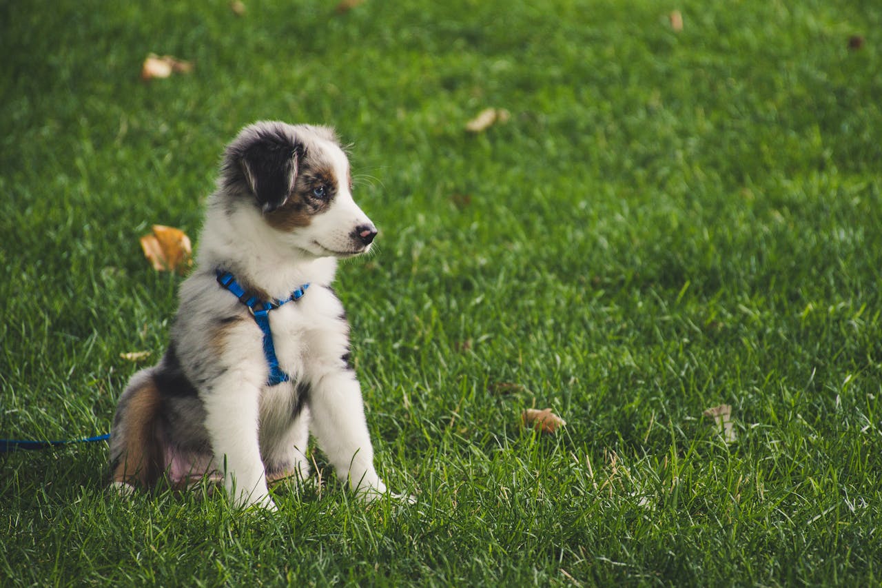 Australian Shepherd puppy sitting in the grass